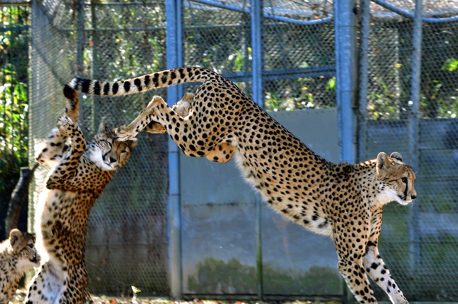 原画 チーター兄弟 #136 nekooyaji on X: