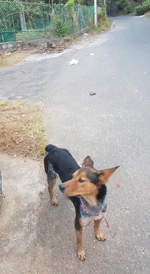 PlushDragon_'s tweet photo. Kandy People please help. There’s a poor lost dog near my house. He probably got lost because of the fireworks. Help find his owners, they must be worried sick. Please retweet as much as possible. https://t.co/h7rdW3hxTu