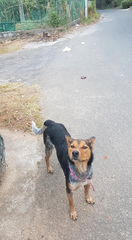 PlushDragon_'s tweet photo. Kandy People please help. There’s a poor lost dog near my house. He probably got lost because of the fireworks. Help find his owners, they must be worried sick. Please retweet as much as possible. https://t.co/h7rdW3hxTu