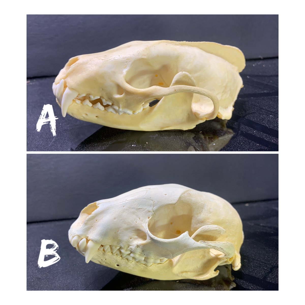 Lundgren_Bronze's tweet photo. Which would you rather see cast into bronze on a future project?  A the fisher? Or B the raccoon? https://t.co/6h523RX5FP