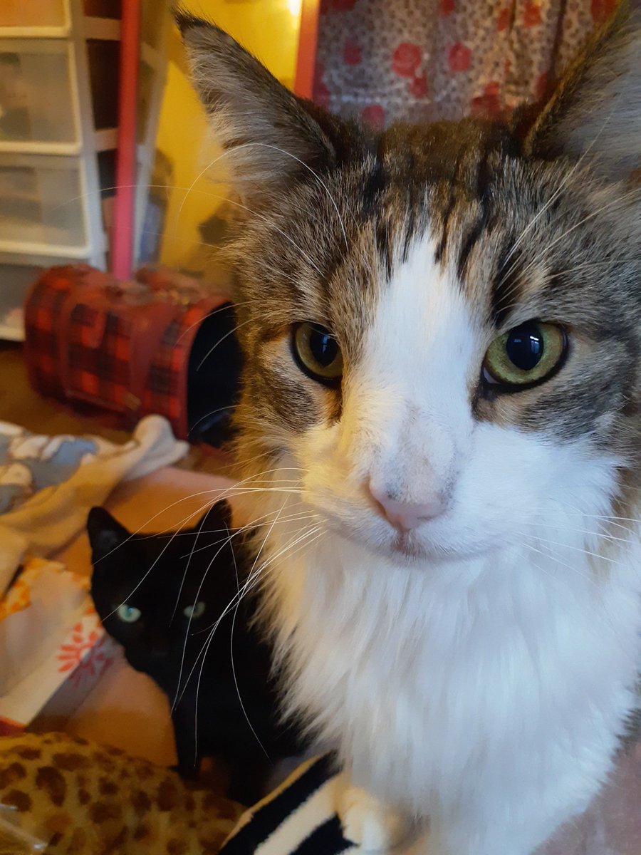 Mizuho S Tweet 3時のオヤチュくれくれ男 後15分待とうね ミントも起きてきた 猫 猫好きさんと繋がりたい 猫の居る暮らし 猫がいる幸せ 猫のいる暮らし 保護猫 保護猫と暮らす 保護猫を家族に 黒猫 ノルウェージャンフォレストキャット Trendsmap