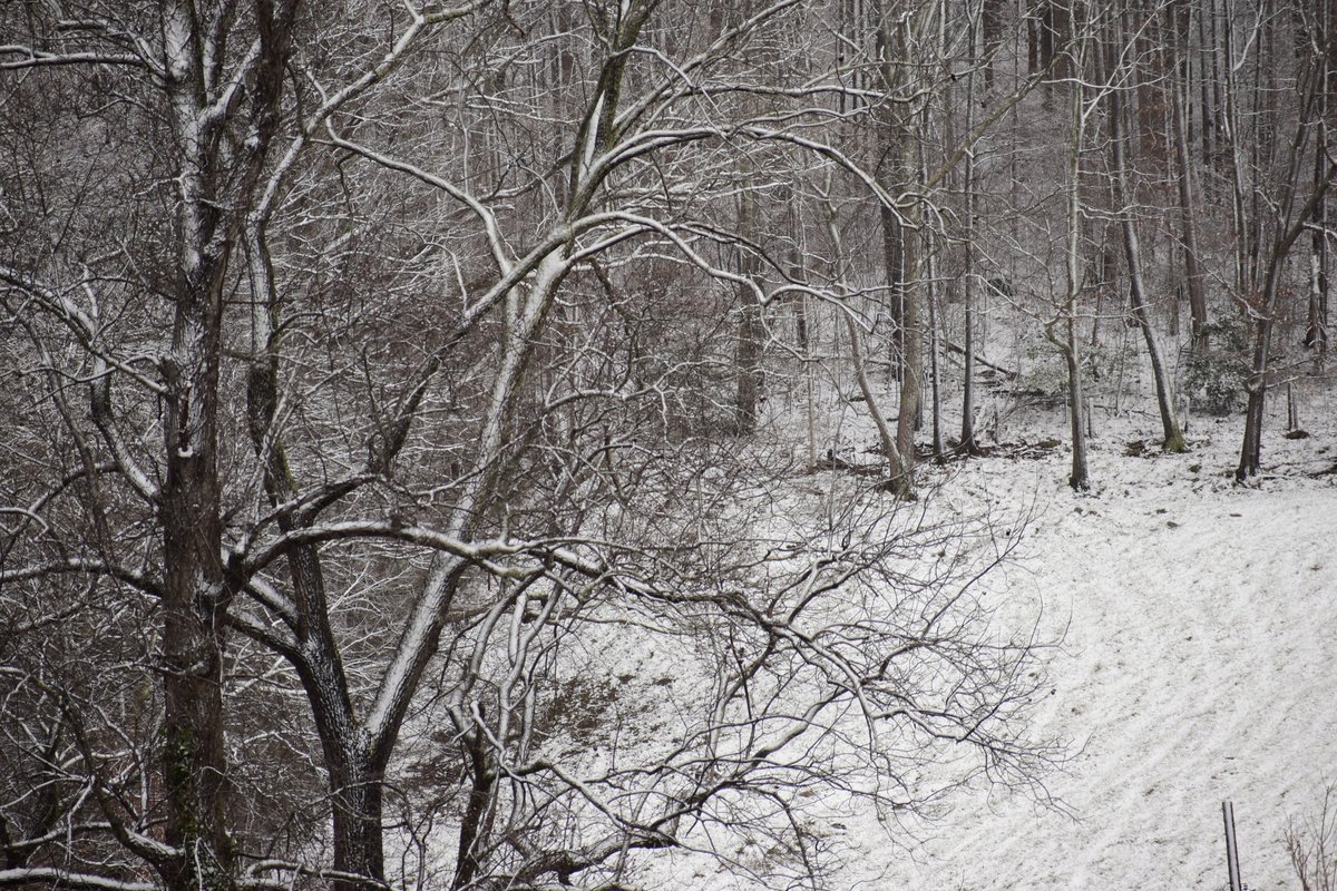 TifMeans's tweet photo. First snowfall of the winter season, you're here at last! ❄️💙. #ThePhotoHour #SnowHour #NaturePhotography #ncwx https://t.co/Gi18NLaMXY