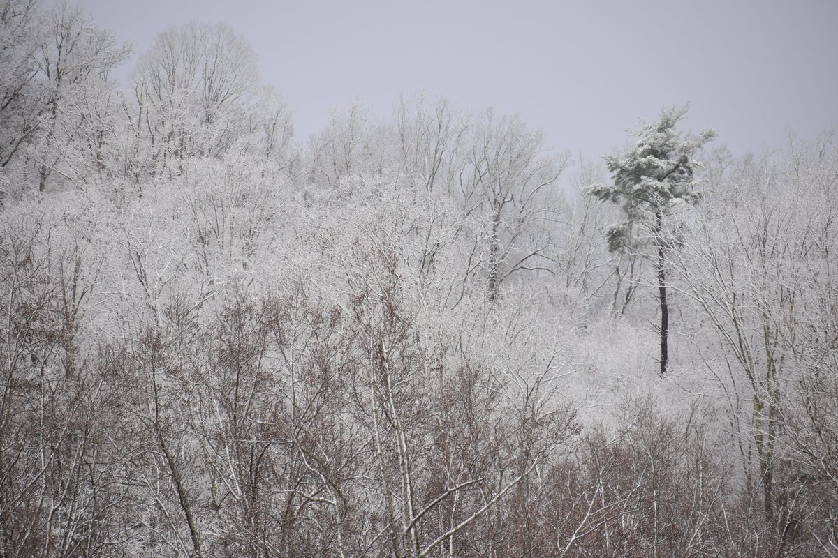 TifMeans's tweet photo. First snowfall of the winter season, you're here at last! ❄️💙. #ThePhotoHour #SnowHour #NaturePhotography #ncwx https://t.co/Gi18NLaMXY