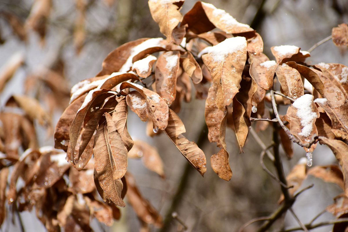TifMeans's tweet photo. First snowfall of the winter season, you're here at last! ❄️💙. #ThePhotoHour #SnowHour #NaturePhotography #ncwx https://t.co/Gi18NLaMXY