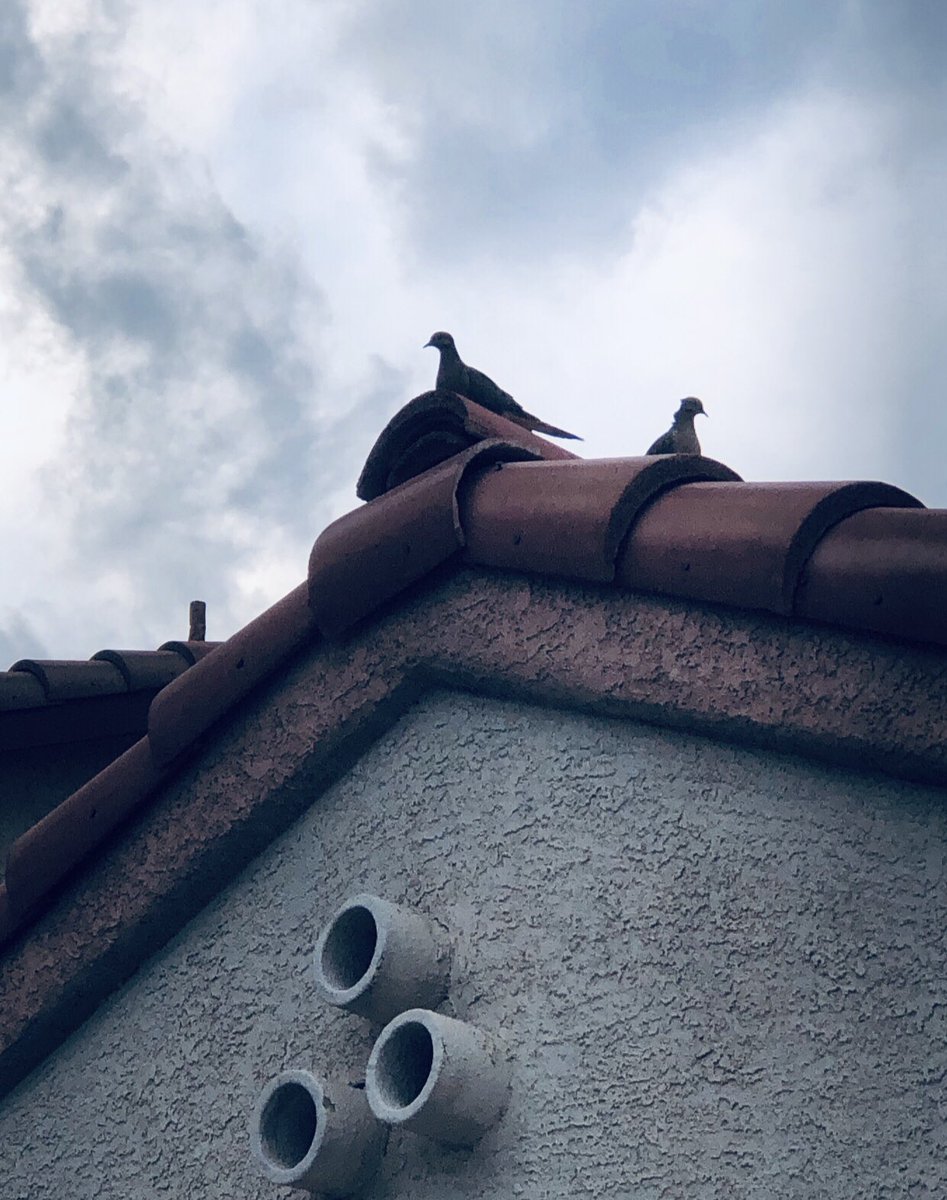 theufosecret's tweet photo. #bird #birds #birdsofinstagram #lovebirds #life #flyingcreatures #nevada #theufosecret https://t.co/OaDOQzBcgb