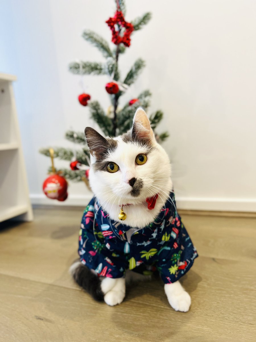 cherrypudding26's tweet photo. Do you like my beach shirt? It’s summer here in Australia, I feel like going to the beach to purrty 🥂🏖 😸
#CatsOfTwitter #AussieCatsOfTwitter #cats https://t.co/WTp86IHylG
