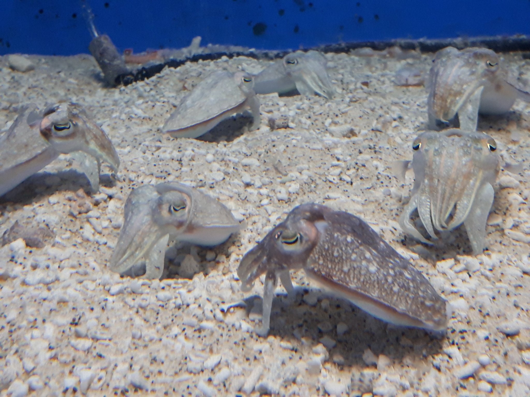 ウーミン ランモバ イリス城 ガチャで全員爆死した甲イカ 稚魚 T Co Nmbjrjha1q Twitter