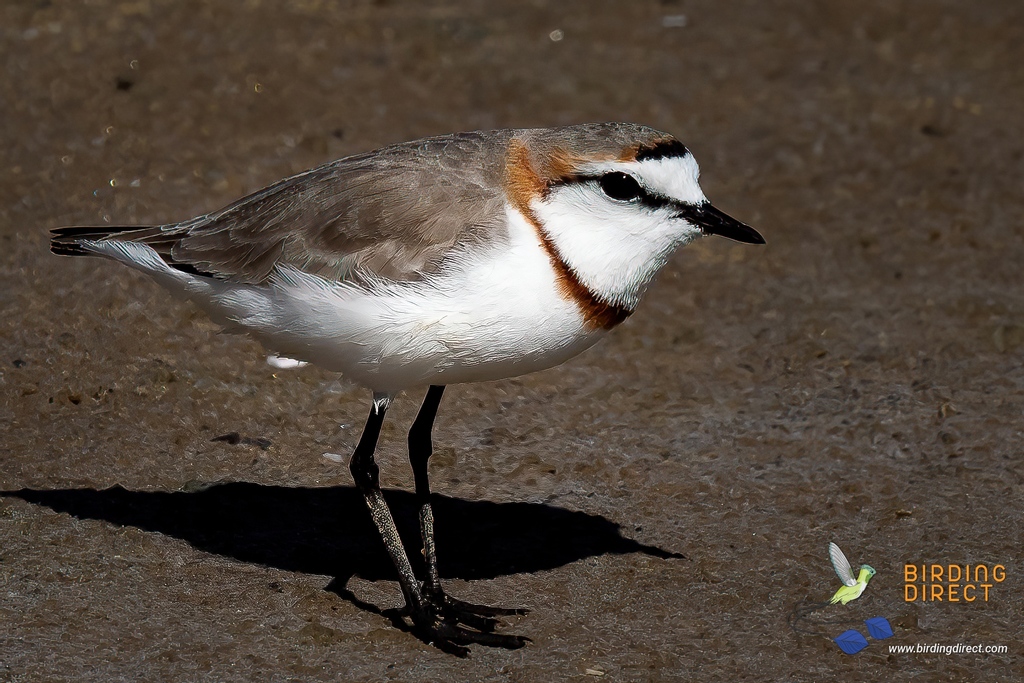 BirdingDirect's tweet photo. the Chestnut-banded Plover, found on the shoreline of saltpans, &amp; lagoons. The western seaboard of Southern Africa houses an array of species. Join the superb local guides to explore the wealth of natural habitats in this region.

#BirdingDirect #1birdshot
https://t.co/Wh4MomNJIT https://t.co/ulwP4hTTEI