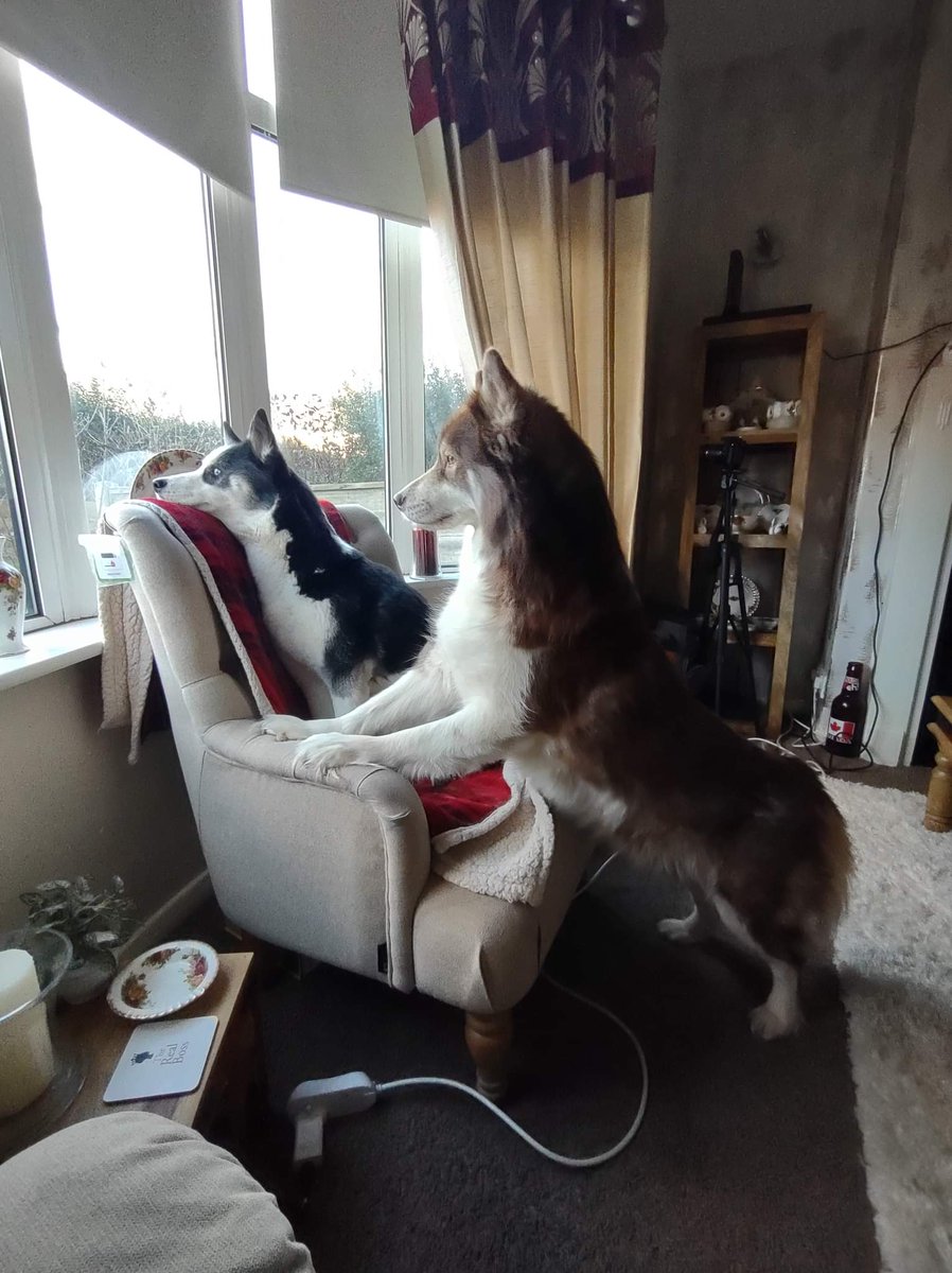 HuskyStories's tweet photo. You always have a neighborhood watch when you have doggies 🏘️🐕
#siberian #huskies #husky #neighbourhoodwatch #dogsoftwitter 
@amandalwelch 
@AuthorJaneM 
@WeAreProvoco 
https://t.co/TIZxLxKKiu  UK
https://t.co/FOiRuwTCQf  US https://t.co/BARUudRK7R