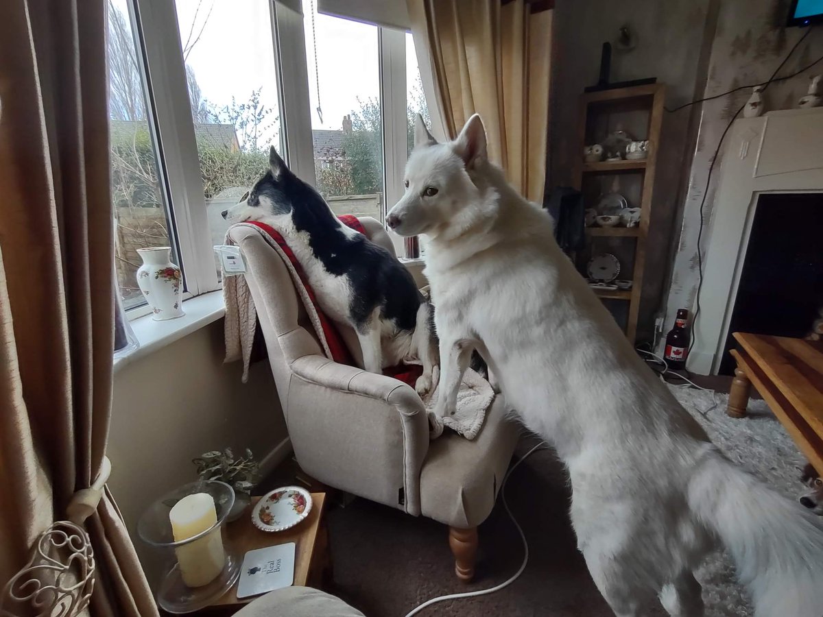 HuskyStories's tweet photo. You always have a neighborhood watch when you have doggies 🏘️🐕
#siberian #huskies #husky #neighbourhoodwatch #dogsoftwitter 
@amandalwelch 
@AuthorJaneM 
@WeAreProvoco 
https://t.co/TIZxLxKKiu  UK
https://t.co/FOiRuwTCQf  US https://t.co/BARUudRK7R