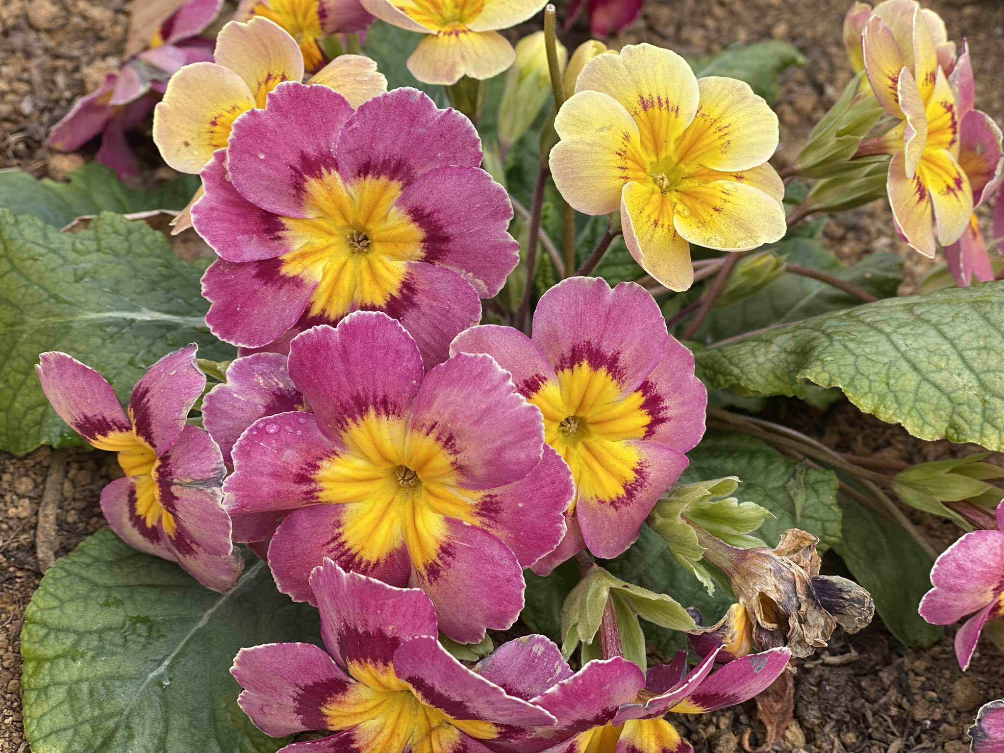 国内発送 インテリア www.ets フォト フォト 花（木蓮） 写真 花（海棠