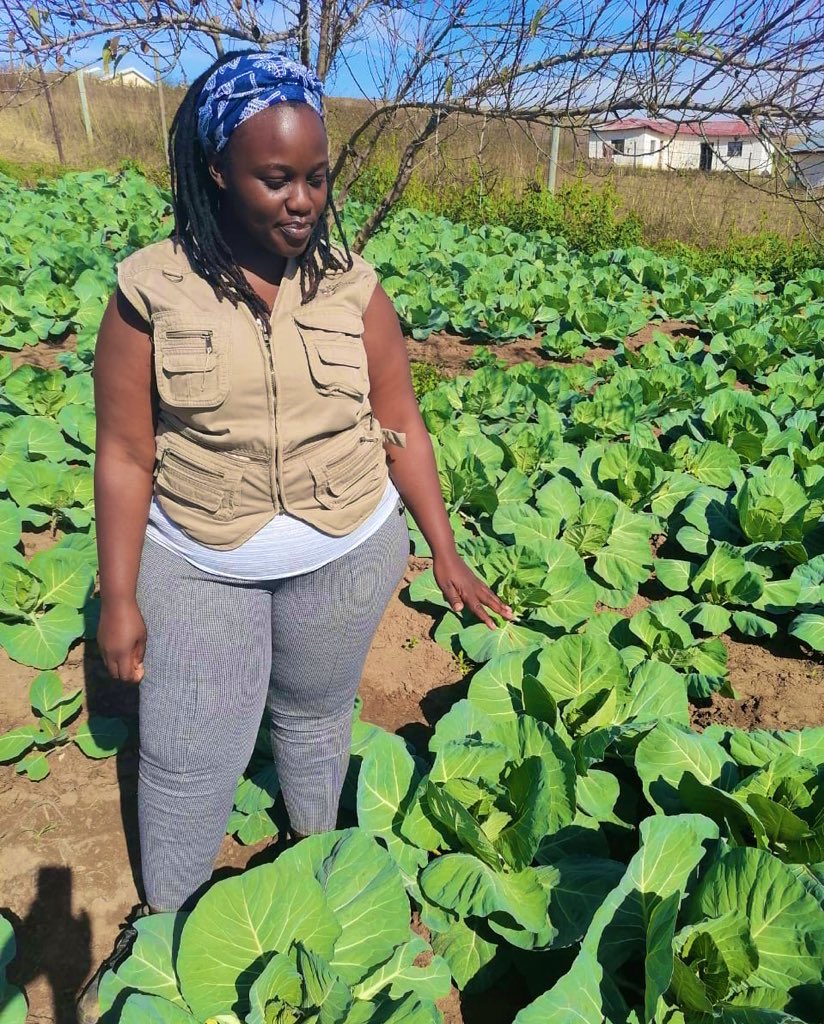 Agric_young's tweet photo. She started #Farming last year, Now supplying Spar, Boxer Stores &amp; Street Vendors with Spinach and Cabbage🥬 
Please watch her video on this link: https://t.co/v8Y63hcrN3 or RT 

#djsbu Thuli Dineo Malema Pretoria Parliament nedbank  teboho zuma Tshwane State security #Lasizwe https://t.co/P5DAXKJGUI