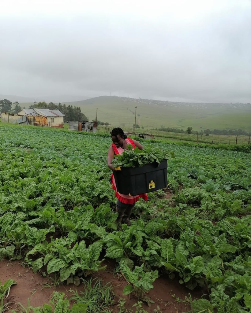 She started #Farming last year, Now supplying Spar, Boxer Stores &amp; Street Vendors with Spinach and Cabbage🥬 
Please watch her video on this link: youtu.be/W5KIT_pTgek or RT 

#djsbu Thuli Dineo Malema Pretoria Parliament nedbank  teboho zuma Tshwane State security #Lasizwe