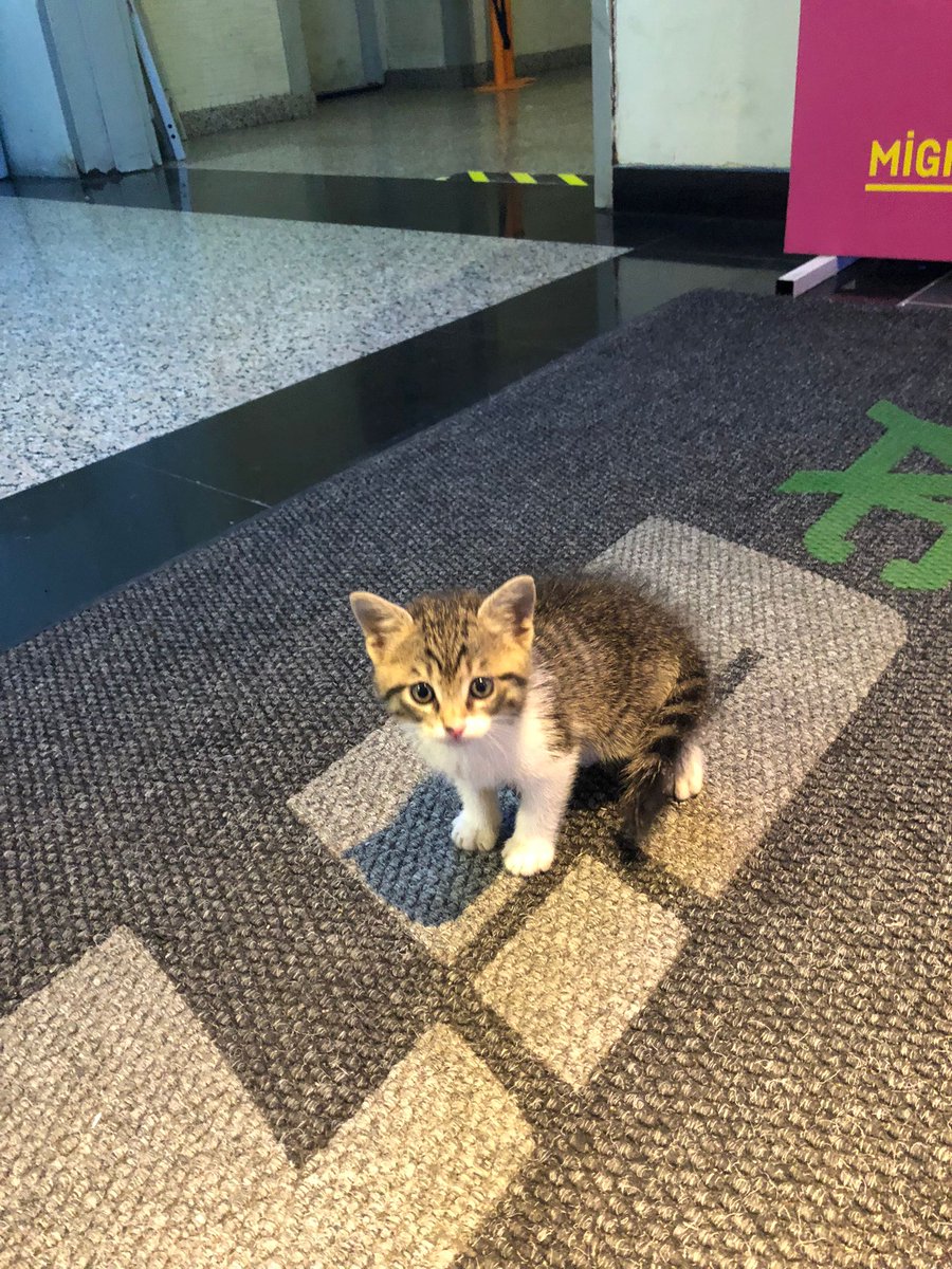 Selam, spor salonunun önünde böyle minik bir yavru var yaklaşık 1 aylık. Bu soğuk kış günlerinde tek yaşayamaz, annesi de yok. Sizden ricam bu tweeti olabildiğince paylaşmanız, belki hep birlikte bir yuva buluruz bu şirin kıza 💞