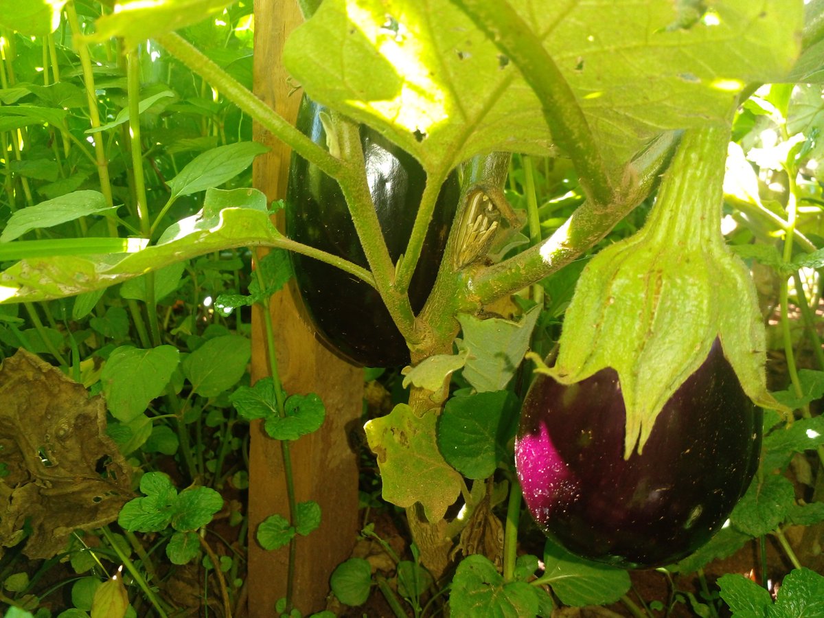 Nyembe_SB's tweet photo. When you are literaally fed by your hobby. #farmspace #Farmers #Farm #backyardfarming https://t.co/fSocj4DE33