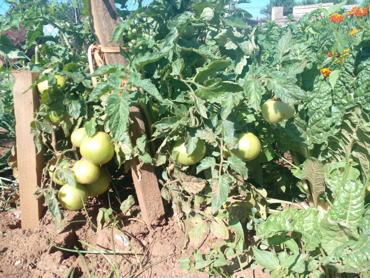 Nyembe_SB's tweet photo. When you are literaally fed by your hobby. #farmspace #Farmers #Farm #backyardfarming https://t.co/fSocj4DE33