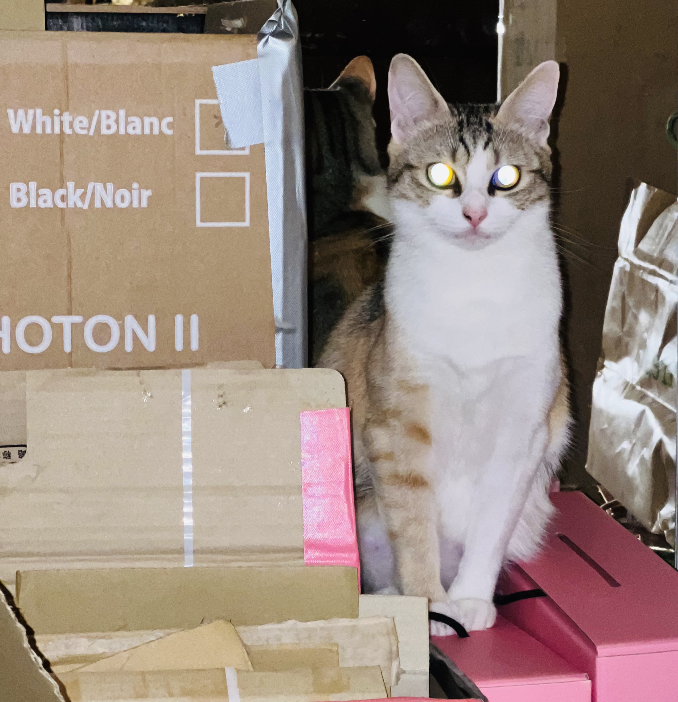 椎名林檎 エナメルバッグ 猫デザイン ■未使用品■ 椎名林檎の新曲「私は猫の目」8年ぶり最新CDシングル、田渕