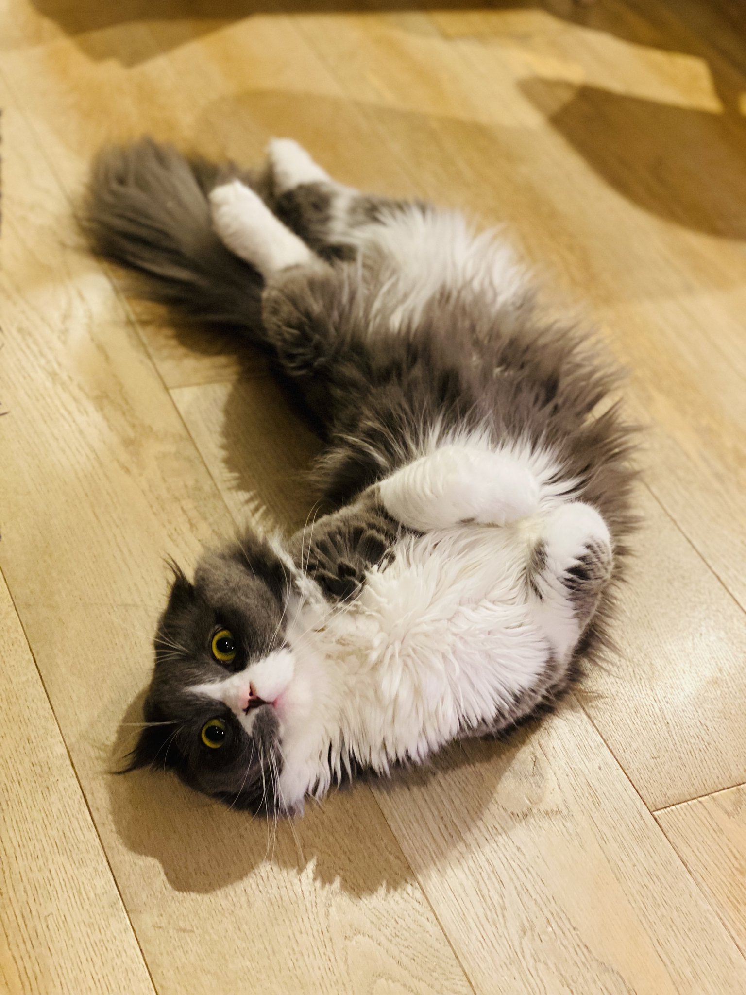 椎名林檎　猫シルバーリング＆猫ストラップ セット★未使用品★レア UPCH-89537_200x200.jpg?v=