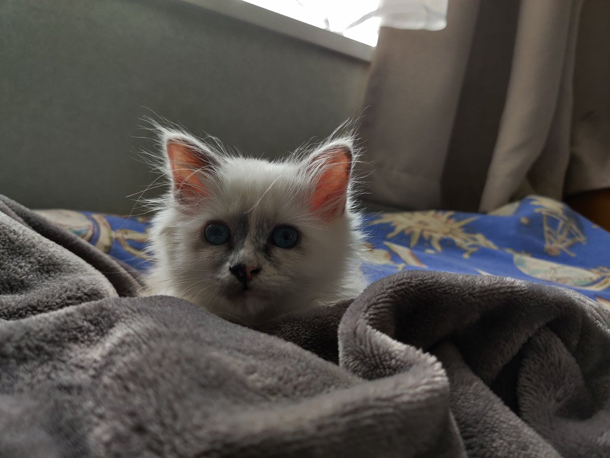 chens_wok's tweet photo. What do I call her https://t.co/9PCCG9pweo