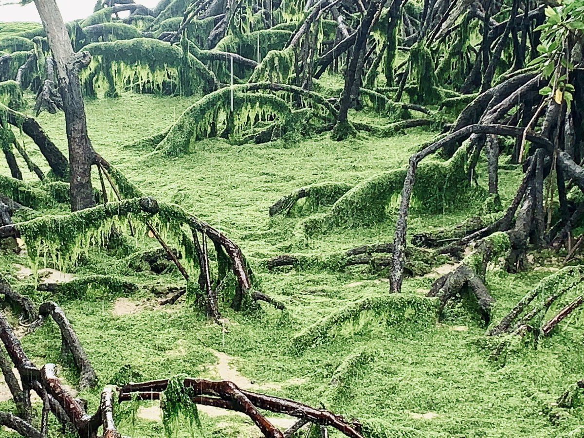 danfriess's tweet photo. #mangroves https://t.co/M412ADtOLB