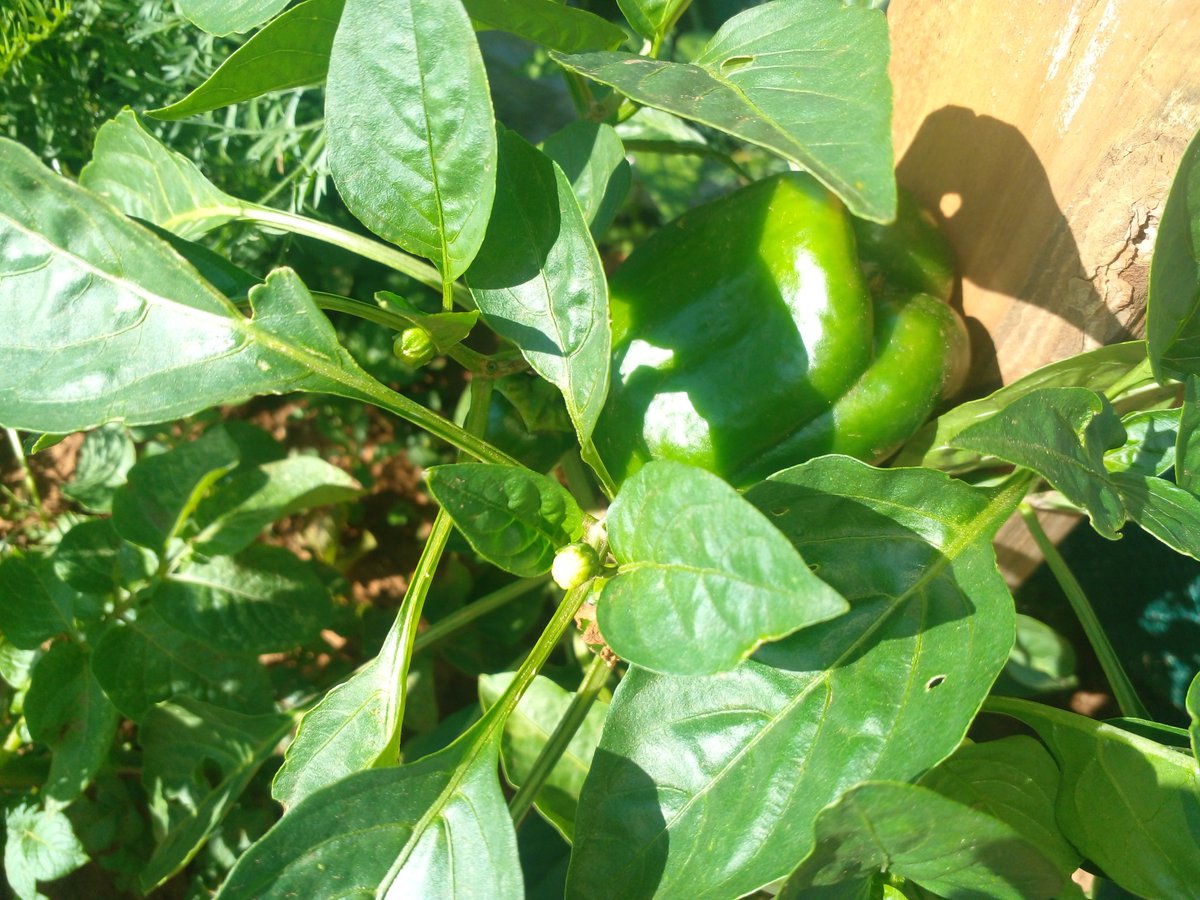 Nyembe_SB's tweet photo. When you are literaally fed by your hobby. #farmspace #Farmers #Farm #backyardfarming https://t.co/fSocj4DE33