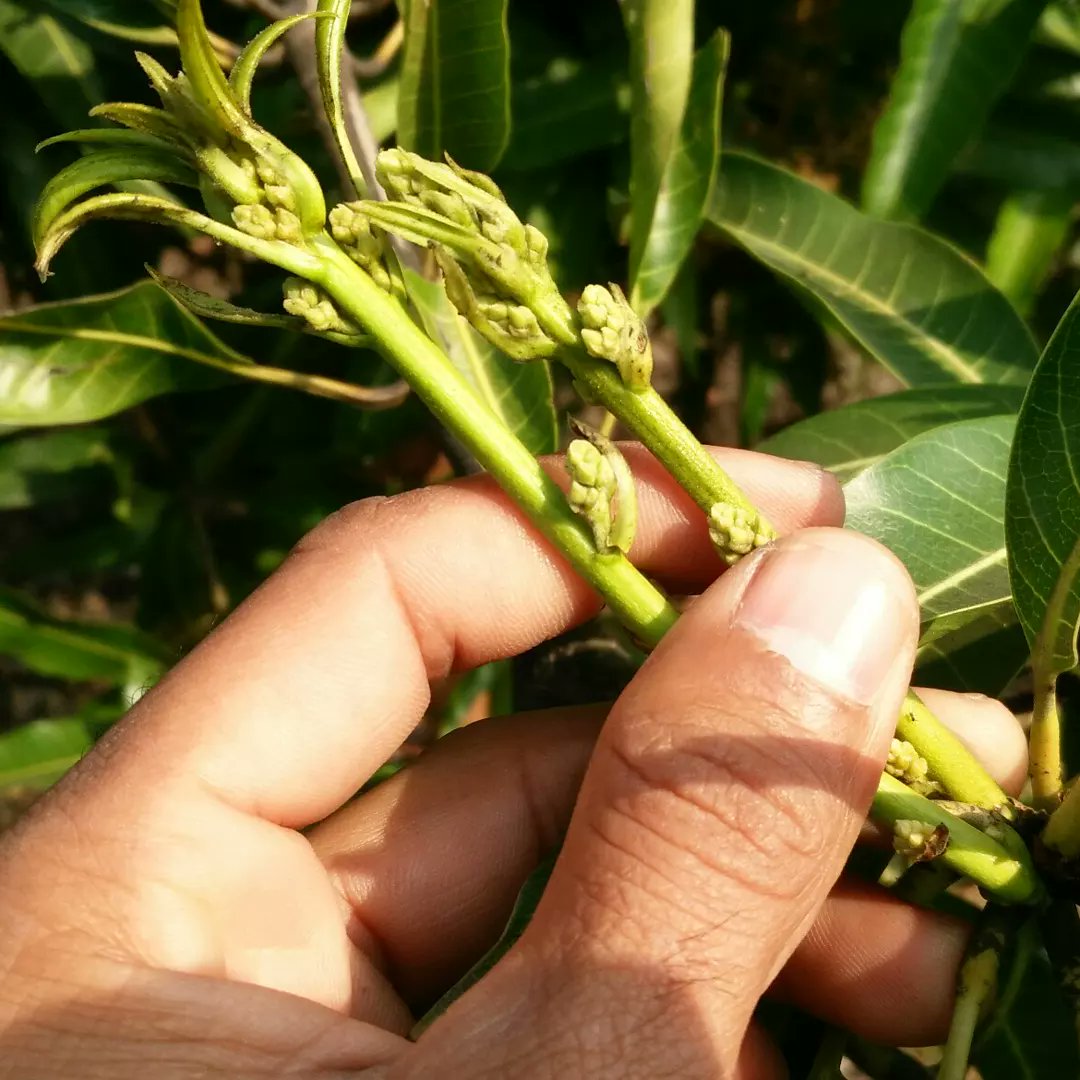 FarmingMayur's tweet photo. #Mango New Season Start.
#flowering #MangoFlowering #flowers #MangoFlowers #MangoSeason #FarmingTech https://t.co/RPoWqnWs8m