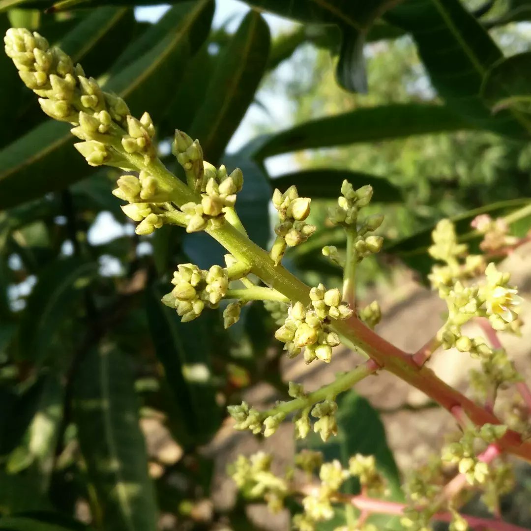 FarmingMayur's tweet photo. #Mango New Season Start.
#flowering #MangoFlowering #flowers #MangoFlowers #MangoSeason #FarmingTech https://t.co/RPoWqnWs8m