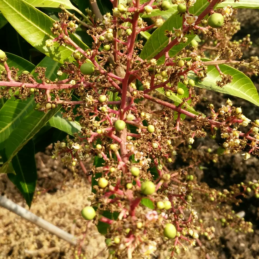 FarmingMayur's tweet photo. #Mango New Season Start.
#flowering #MangoFlowering #flowers #MangoFlowers #MangoSeason #FarmingTech https://t.co/RPoWqnWs8m