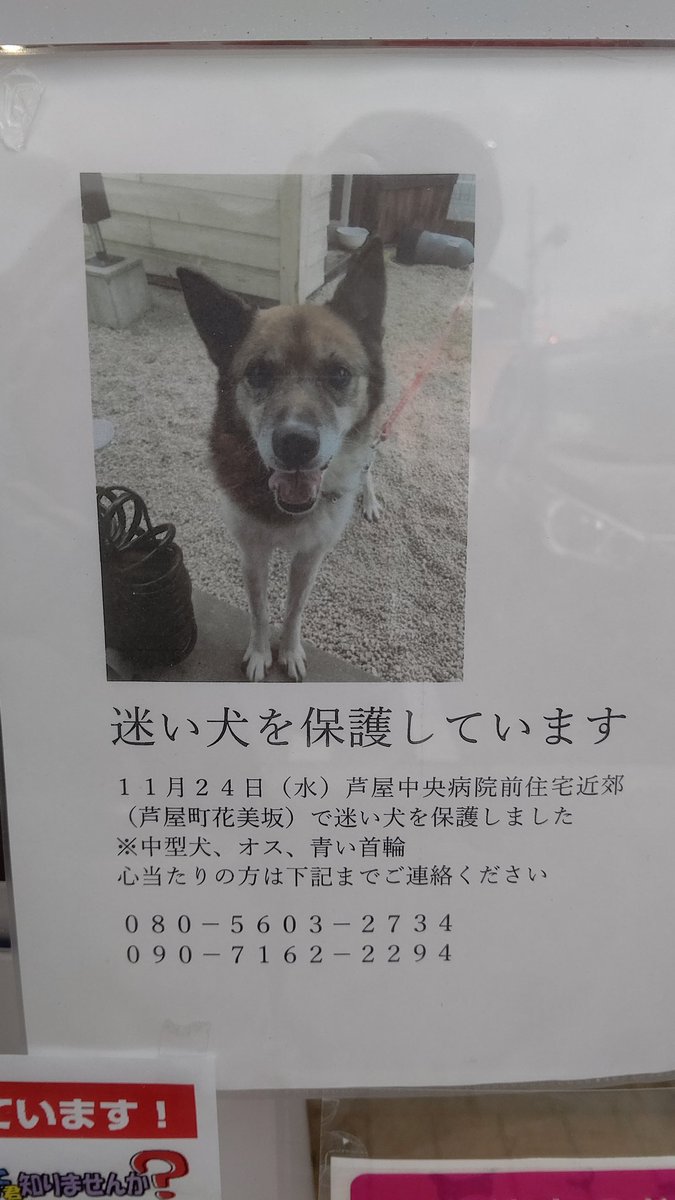oU81aRIsSuBmOqX's tweet photo. 遠賀郡芦屋町で迷い犬が保護されています。
#迷子犬 #迷い犬 #犬 #遠賀郡芦屋町 https://t.co/pB0aRzH5H0