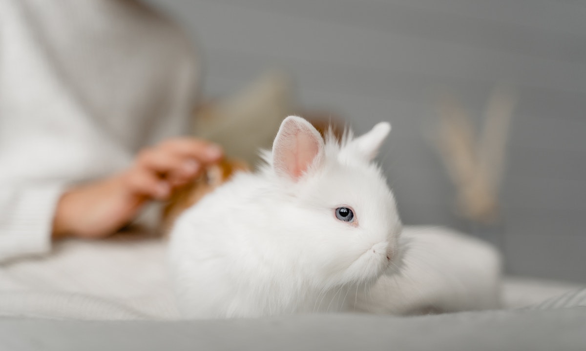 Almanimalcom's tweet photo. El conejo enano toy o simplemente enano, es una raza de conejo que se caracteriza por tener una cabeza y ojos grandes, si se les compara con el resto del cuerpo. Los especímenes de esta raza de conejos tienen la apariencia de cachorros, incluso cuando

https://t.co/aKOcEgZX7k https://t.co/zPfNQ2U2jr