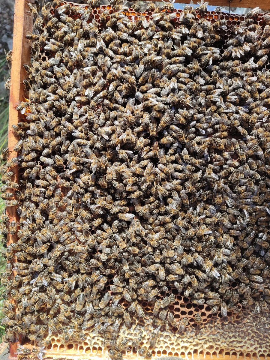 innodeapi's tweet photo. Principal objetivo del GO @innodeapi es el desarrollo de un sistema que permita LOCALIZAR e IDENTIFICAR a la abeja reina🐝👑 dentro de la colmena sin necesidad de contacto visual. 

Fácil?? 
Ejemplo de contacto visual ⬇️
#innovacion #Apicultura #QUEENBEE #abejareina https://t.co/4XZ11HryjB
