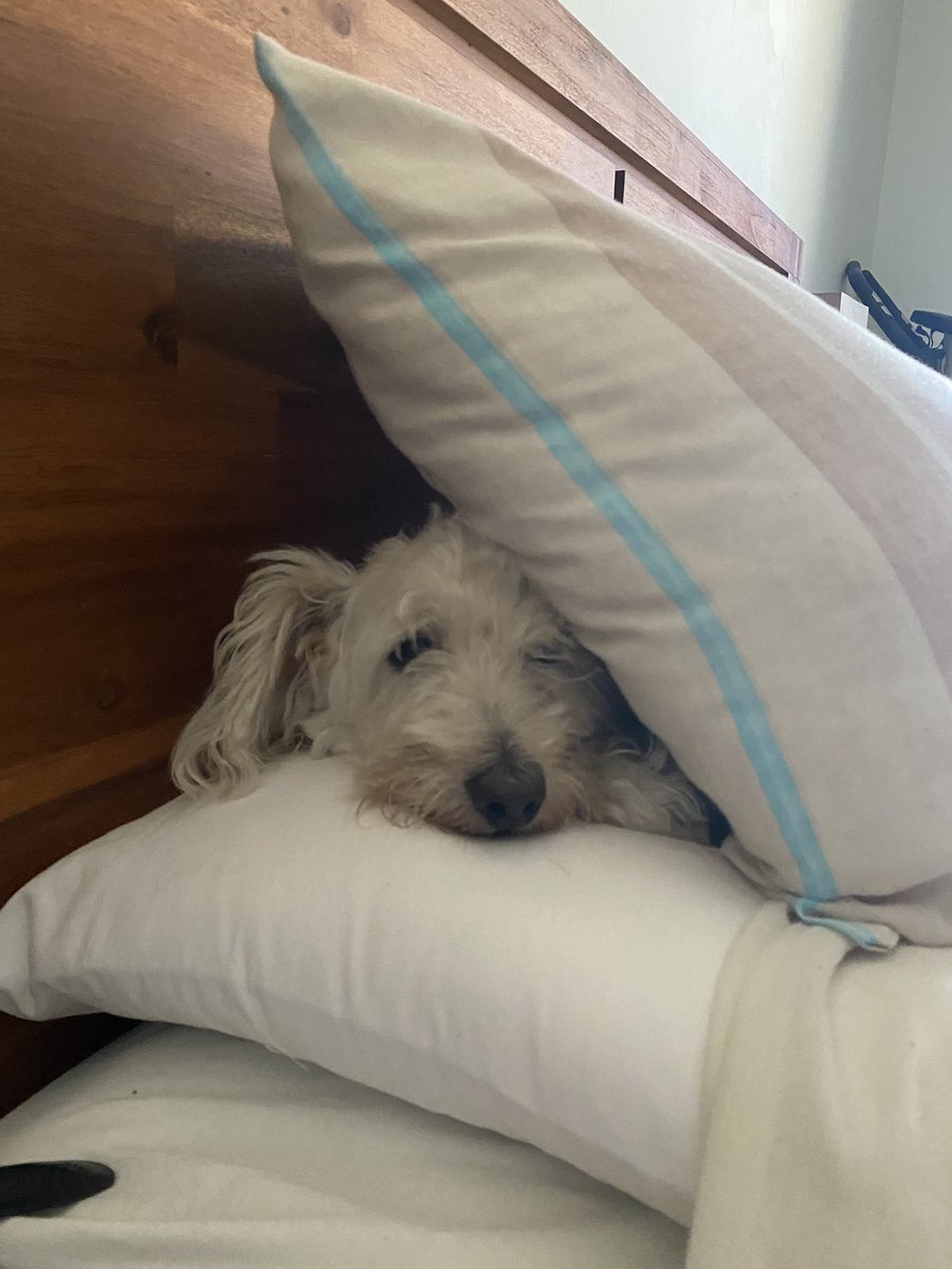Jeff the Westiepoo tweet media