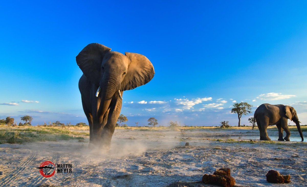 Martin Meyer Safaris tweet media