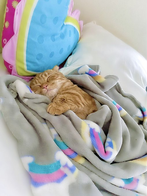 見ろ これが天使だ 可愛すぎて尊い 人間の子どもみたいな猫ちゃんのお昼寝姿に癒やされる人続出 ねとらぼ
