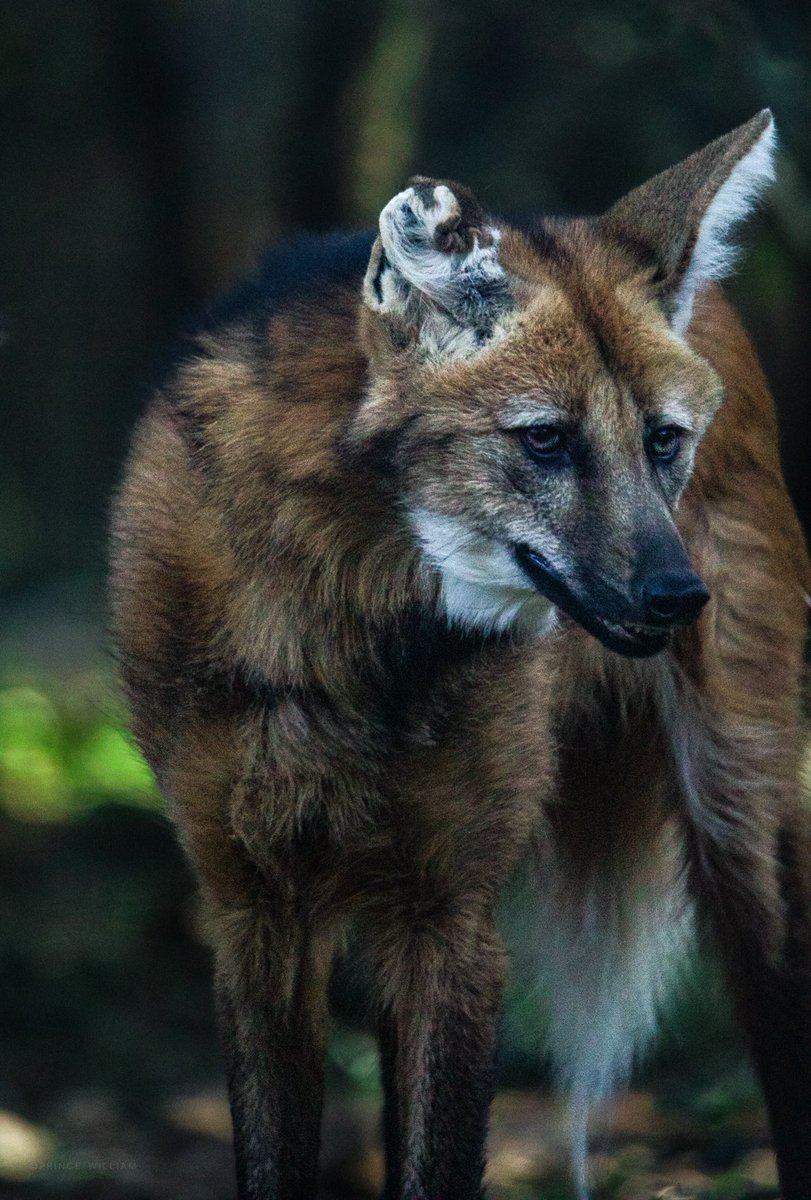 OleePrince's tweet photo. #anotherworld  #natureonly #nature_brilliance #naturewalk #naturephotography #wildlife #netgeo #netgeowild #wilderness #wildlifeart #wildlifephotography #earthcapture #cuteanimals #animals #animallovers #animallove #exclusive_wildlife #animalinworld #earth #amazingphotohunter https://t.co/CESmNMyfCS