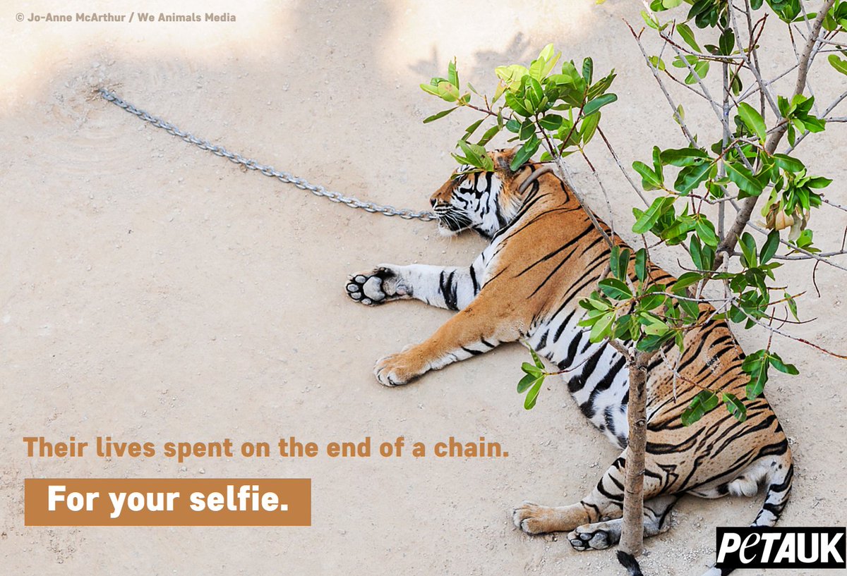 PETAUK's tweet photo. Animals are not photo props 😡 https://t.co/bYzuQJaRuB
