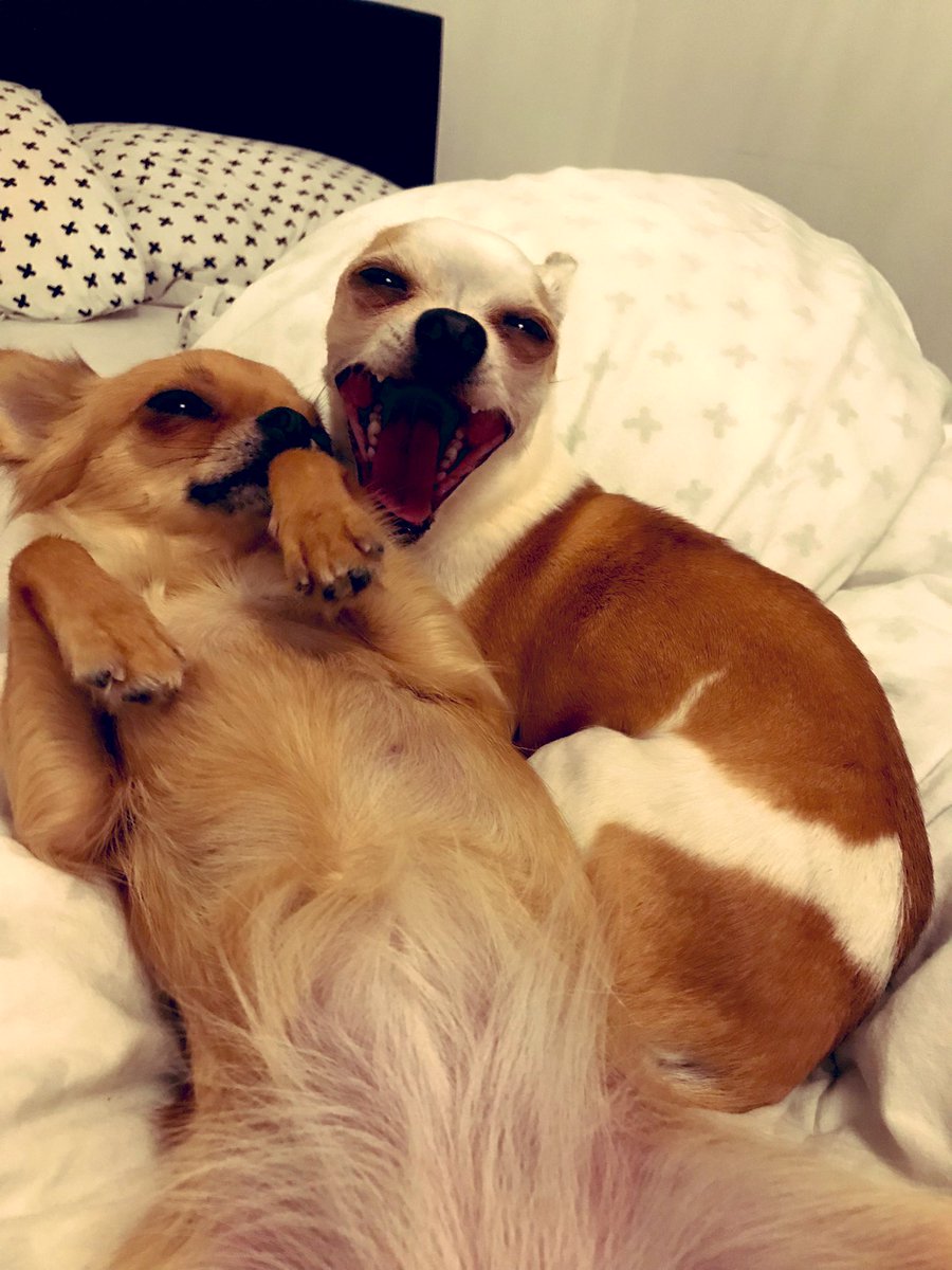 Pip_Jansse's tweet photo. Goedemorgen wereld! Wij blijven nog even liggen. Kan iemand ons ontbijt op bed komen brengen? #goodmorning #dogsoftwitter #Coffee #Chihuahua #spoiled #Pip_Jansse https://t.co/jha9nyiVKp