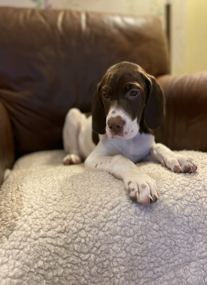 carolsartonline's tweet photo. I’m sorry .. today I have to do some work … just a bit .. when ever I get a few minutes … I know it’s a big ask ! . Impossible !! #puppydogs #pointerdogs #dogsoftwitter https://t.co/Vc5dafjzMo