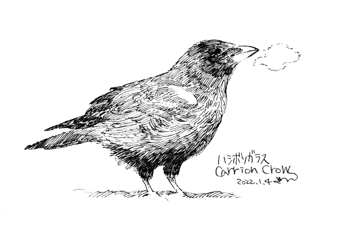 さいきん見た鳥、今年最初はハシボソガラスです(今日も近くに来てた)。セブンイレブンで印刷できますのでよければどうぞ!番号:79362427 期限:01/11 まで 