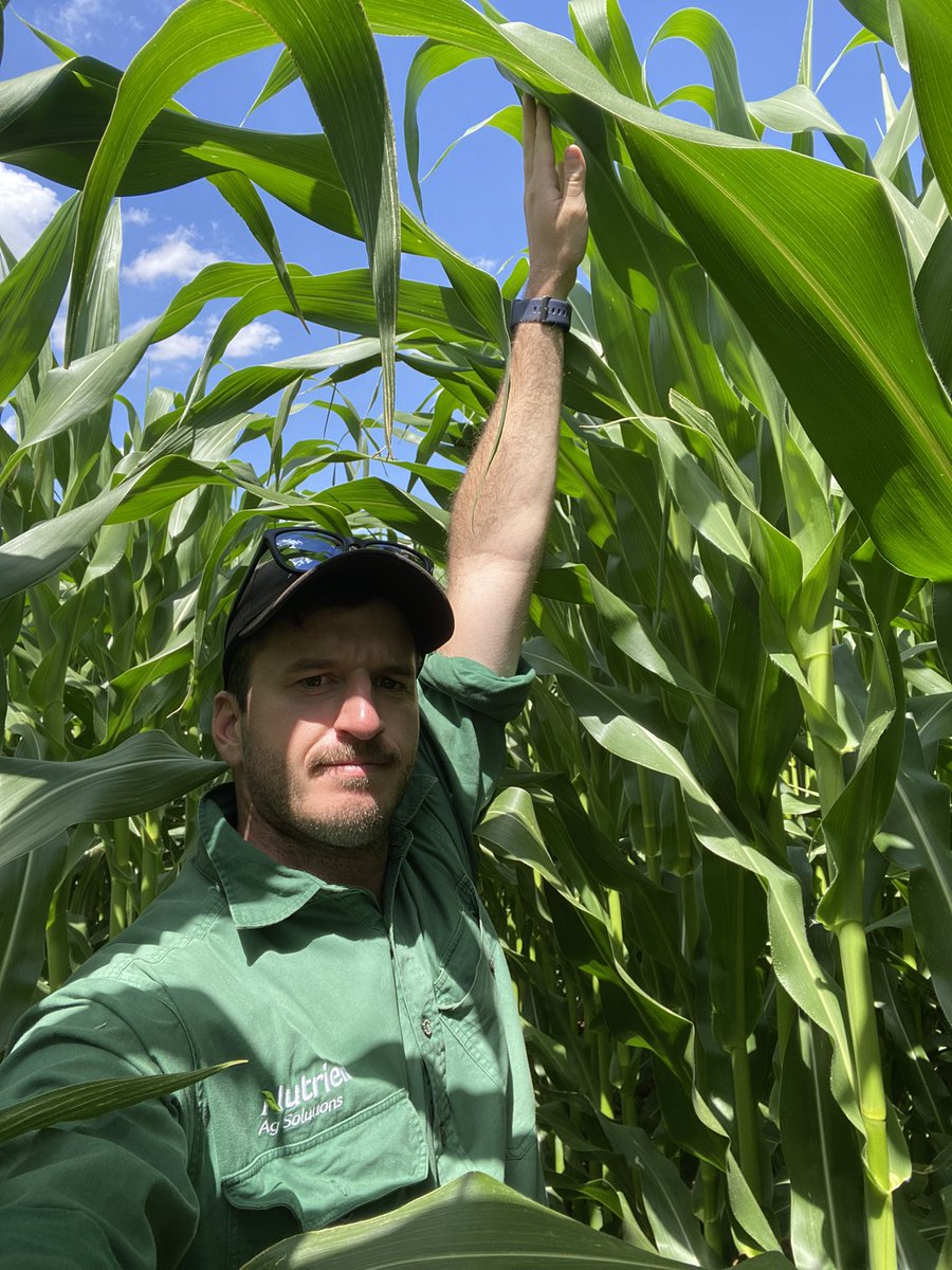 Had a covid enforced 2 weeks away from the corn and I come back to this, well over 2m tall now!