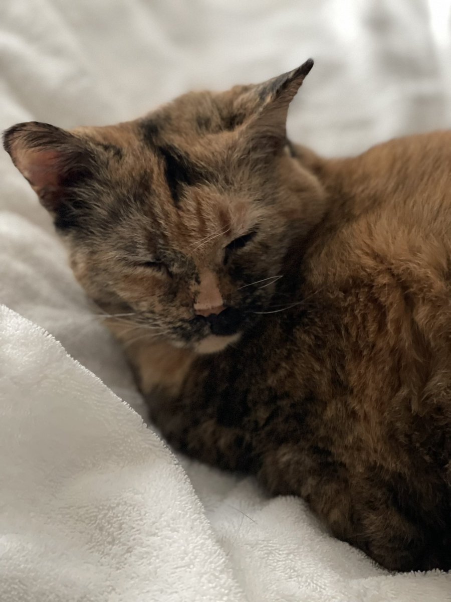 felixtwo's tweet photo. @girlsreallyrule Sweet Lily https://t.co/SPRvszemdX