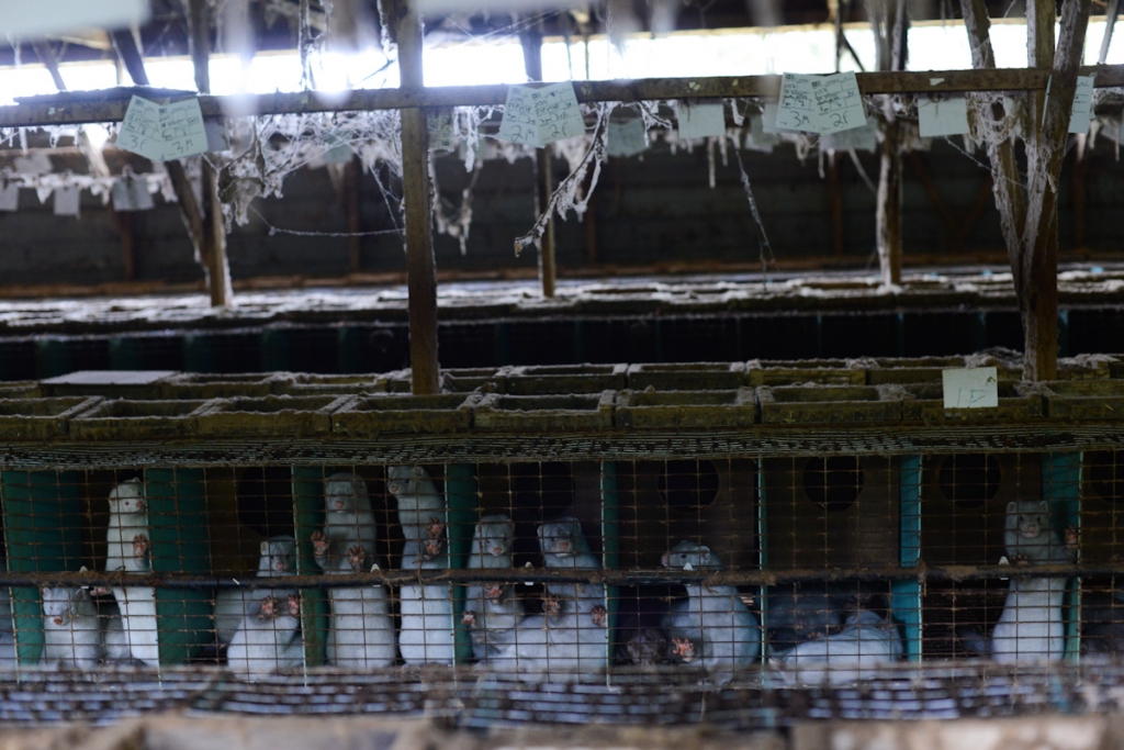 FurFreeAlliance's tweet photo. In the past month alone, 8 new outbreaks of #COVID19 were confirmed on Polish mink #fur farms ➡️ bringing the total in Poland to 11 🇵🇱.

How much longer will Poland allow this dying industry to continue? #MakeFurHistory #FurFreePoland

https://t.co/sKOJPCFeIO https://t.co/c0gy3PKSc2