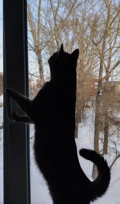 Котик почитал комментарии в интернетах и проветривает... https://t.co/oGT2tmFv86<a href="/tag/%D0%BC%D0%BE%D0%BD%D1%81%D1%82%D1%80%D0%B0%D1%86%D0%B8%D1%8F2020"class="tags"><span>#монстрация2020</span></a>