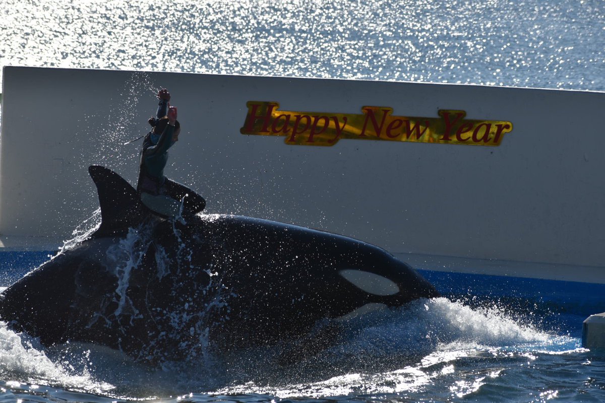 𝚂 𝙷 𝙸 𝙽 Orca Love 0609 Twitter