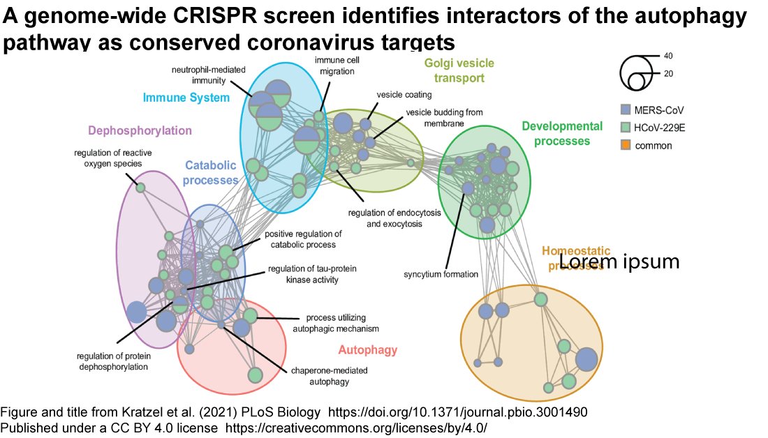Article w/ corresponding authors <a href="/ProfVolkerThiel/">Volker Thiel</a> (<a href="/ivi_switzerland/">IVI_Switzerland</a>,<a href="/unibern/">Universität Bern</a>) &amp; <a href="/StephaniePfaen1/">Stephanie Pfaender</a> (<a href="/VirologyBochum/">Molecular & Medical Virology</a>, <a href="/ruhrunibochum/">Ruhr-Universität Bochum</a>) "A genome-wide #CRISPR screen identifies interactors of the autophagy pathway as conserved #coronavirus targets" <a href="/PLOSBiology/">PLOS Biology</a>
bit.ly/3HqrV5a