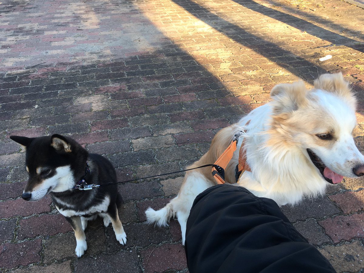 JJMusicFarm1's tweet photo. あけおめです^ ^
正月から、例の柴犬さんがお泊りに来てますw

相変わらず、仲良いんだか悪いんだか。
お互い程よい距離感を保って散歩してますw

家の中ではテンション上がるとプロレスが始まりますが、
ご飯の時は並んで食べてますw

多頭飼い…いいなぁ…

#柴犬
#ボーダーコリー https://t.co/H5uzaxVeQn