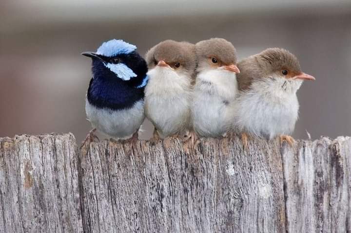 Country birds. Птички артамы. Лирохвостка. Милые птицы фото. Милые птички фото.