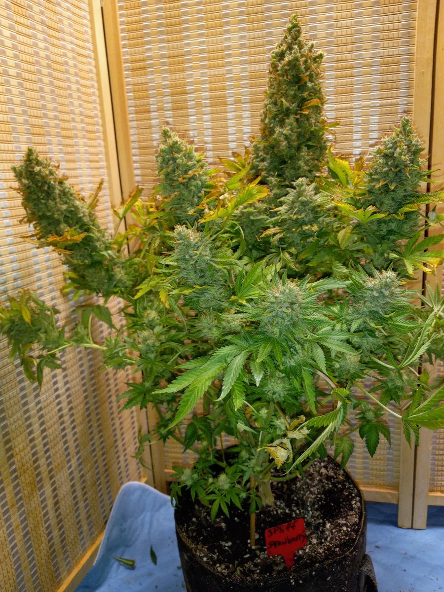 spliffseeds's tweet photo. Spliff's Strawberry ๐very intense buzz! It produced a lot of very high quality flowers, and the potency is amazing the buzz lasts forever it seems!
๐ธ:Silverback_Guerilla
๐ท:#spliffsstrawberry
๐จ๐พ:#spliffseeds
๐:https://t.co/rwrJ03YeKH https://t.co/2pglxZRWPj