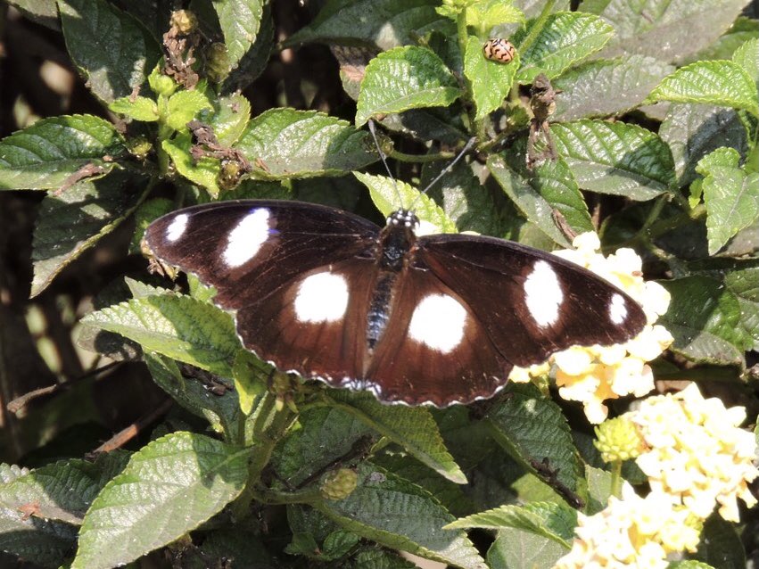 22_indu's tweet photo. Within you is the power to rise above any situation or struggle and change into the brightest n strongest version of you ever … sharing #eggfly for #TitliTuesday #IndiAves #TwitterNatureCommunity @savebutterflies @BBM_Ind #NaturePhotography #PositiveVibesOnly https://t.co/2jyKlhXPvM