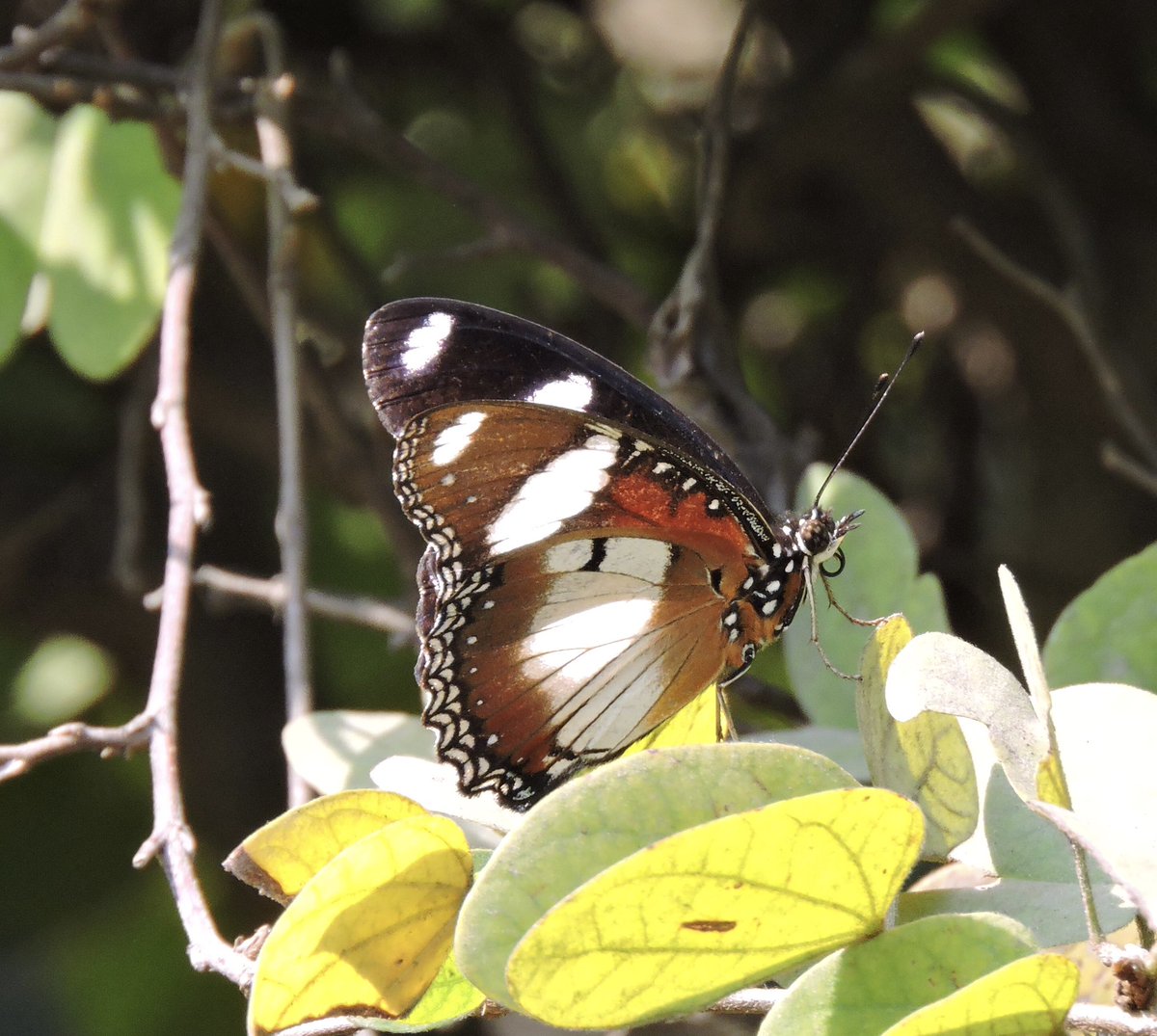 22_indu's tweet photo. Within you is the power to rise above any situation or struggle and change into the brightest n strongest version of you ever … sharing #eggfly for #TitliTuesday #IndiAves #TwitterNatureCommunity @savebutterflies @BBM_Ind #NaturePhotography #PositiveVibesOnly https://t.co/2jyKlhXPvM